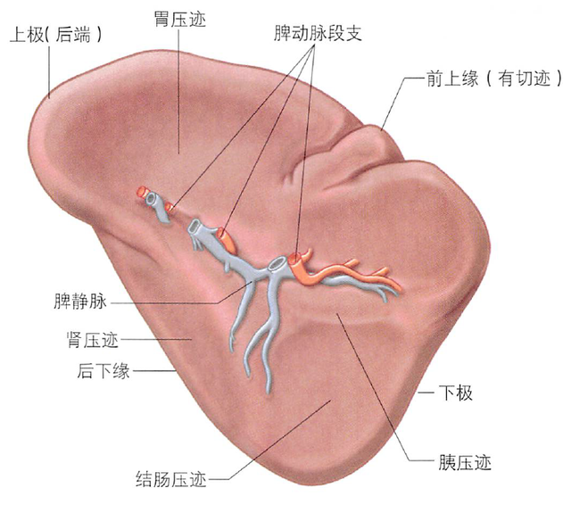 解剖丨脾、肾上腺、泌尿生殖发育、肾和输尿管