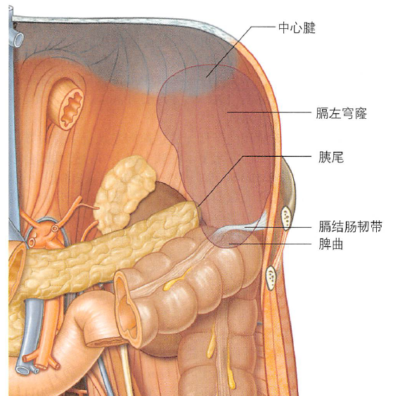 解剖丨脾、肾上腺、泌尿生殖发育、肾和输尿管