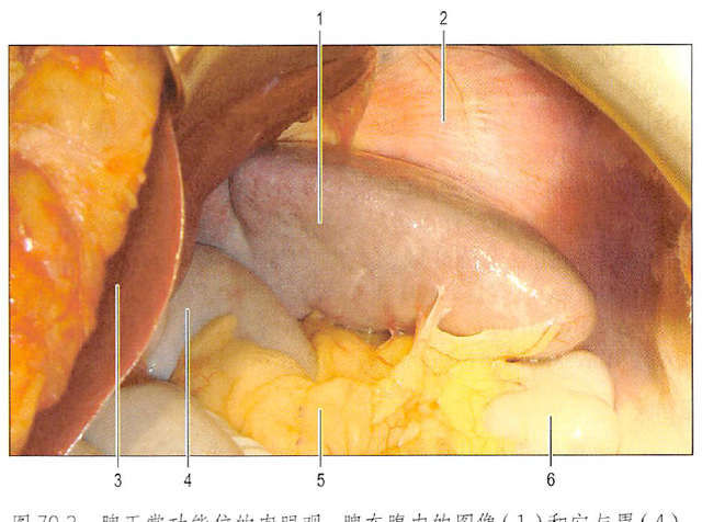 解剖丨脾、肾上腺、泌尿生殖发育、肾和输尿管
