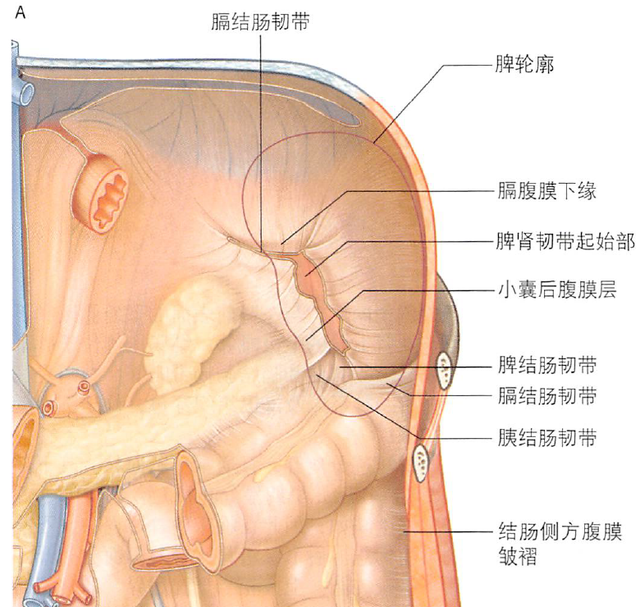 解剖丨脾、肾上腺、泌尿生殖发育、肾和输尿管