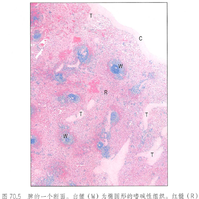 解剖丨脾、肾上腺、泌尿生殖发育、肾和输尿管