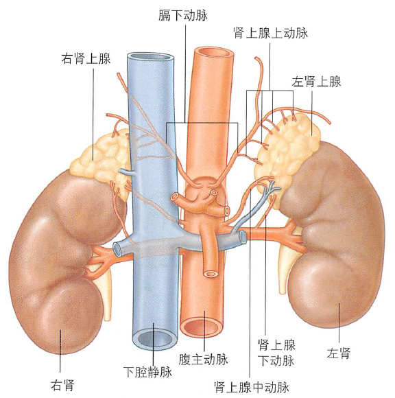 解剖丨脾、肾上腺、泌尿生殖发育、肾和输尿管