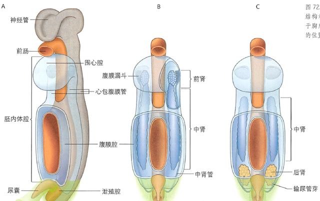 解剖丨脾、肾上腺、泌尿生殖发育、肾和输尿管