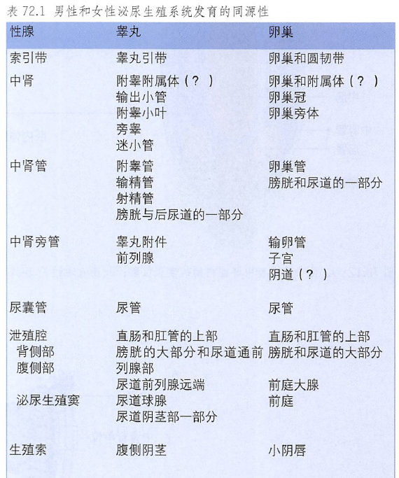 解剖丨脾、肾上腺、泌尿生殖发育、肾和输尿管