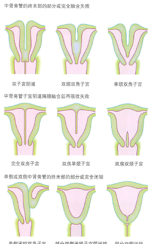 解剖丨脾、肾上腺、泌尿生殖发育、肾和输尿管