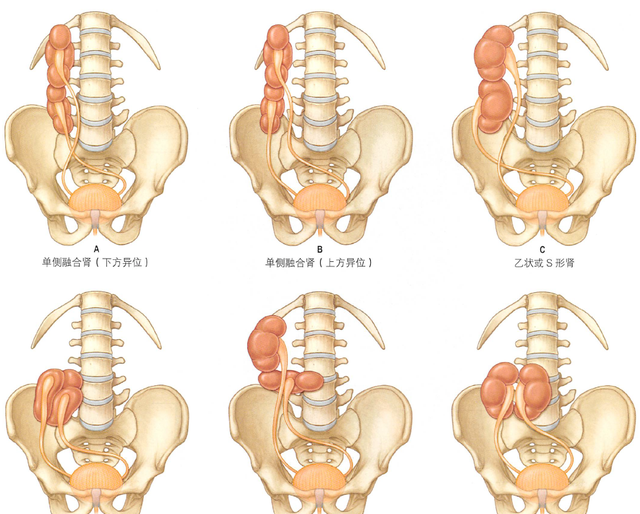 解剖丨脾、肾上腺、泌尿生殖发育、肾和输尿管