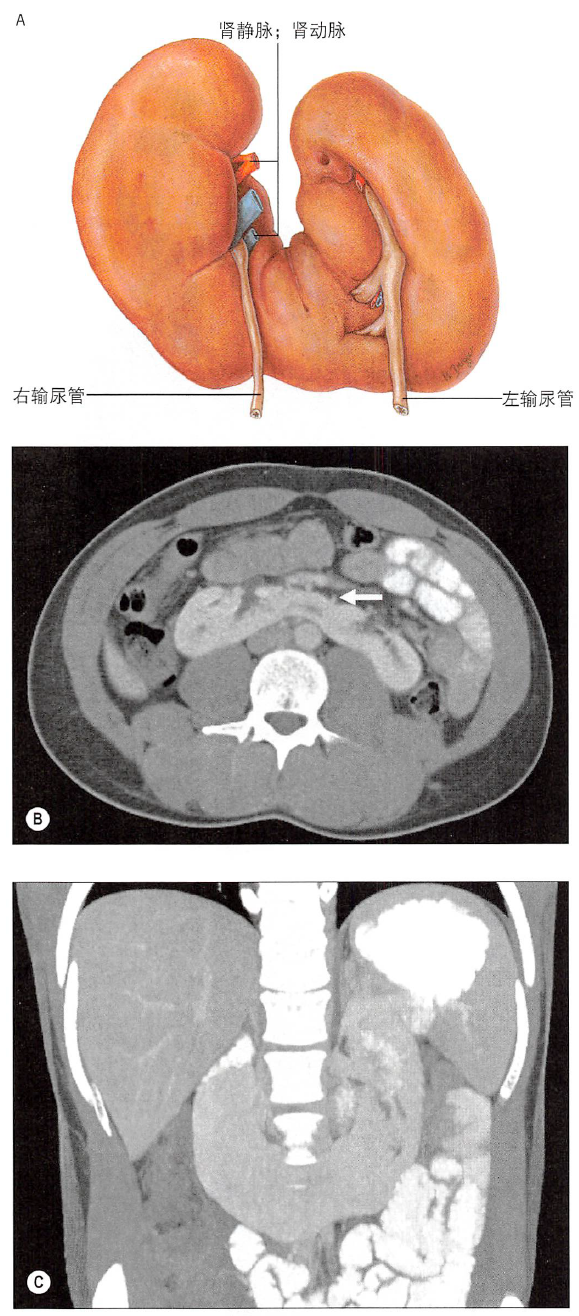 解剖丨脾、肾上腺、泌尿生殖发育、肾和输尿管