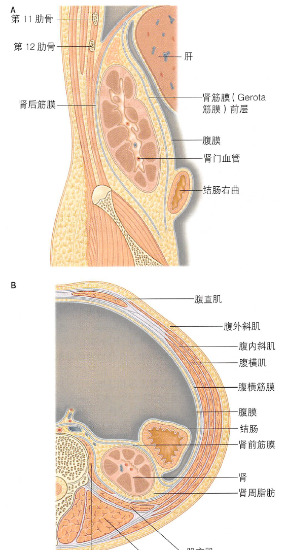 解剖丨脾、肾上腺、泌尿生殖发育、肾和输尿管