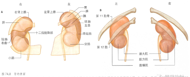 解剖丨脾、肾上腺、泌尿生殖发育、肾和输尿管