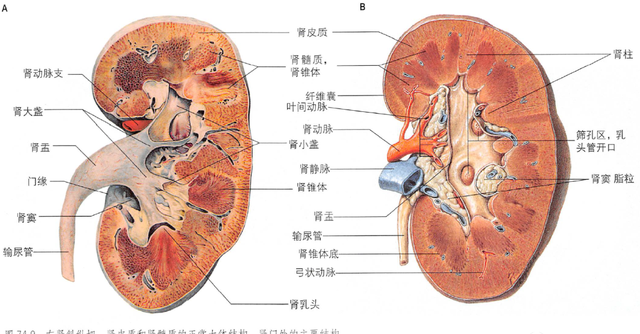 解剖丨脾、肾上腺、泌尿生殖发育、肾和输尿管