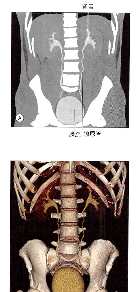 解剖丨脾、肾上腺、泌尿生殖发育、肾和输尿管