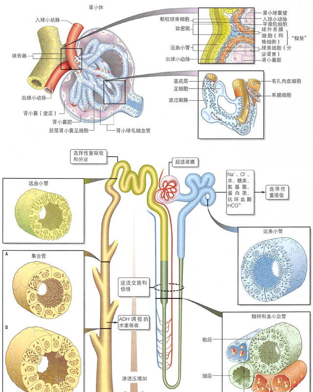 解剖丨脾、肾上腺、泌尿生殖发育、肾和输尿管