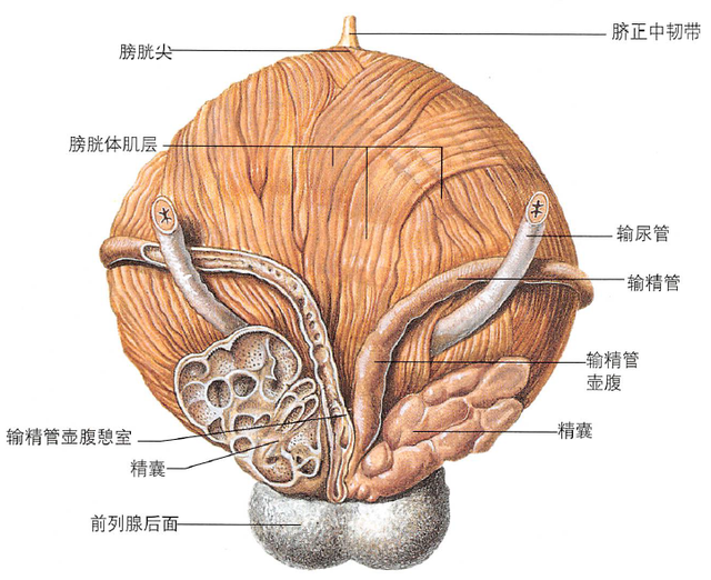 解剖丨脾、肾上腺、泌尿生殖发育、肾和输尿管