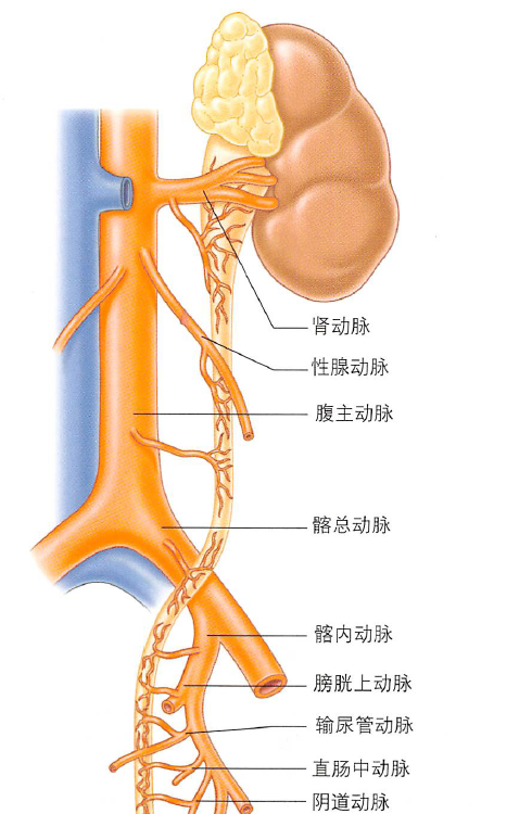 解剖丨脾、肾上腺、泌尿生殖发育、肾和输尿管