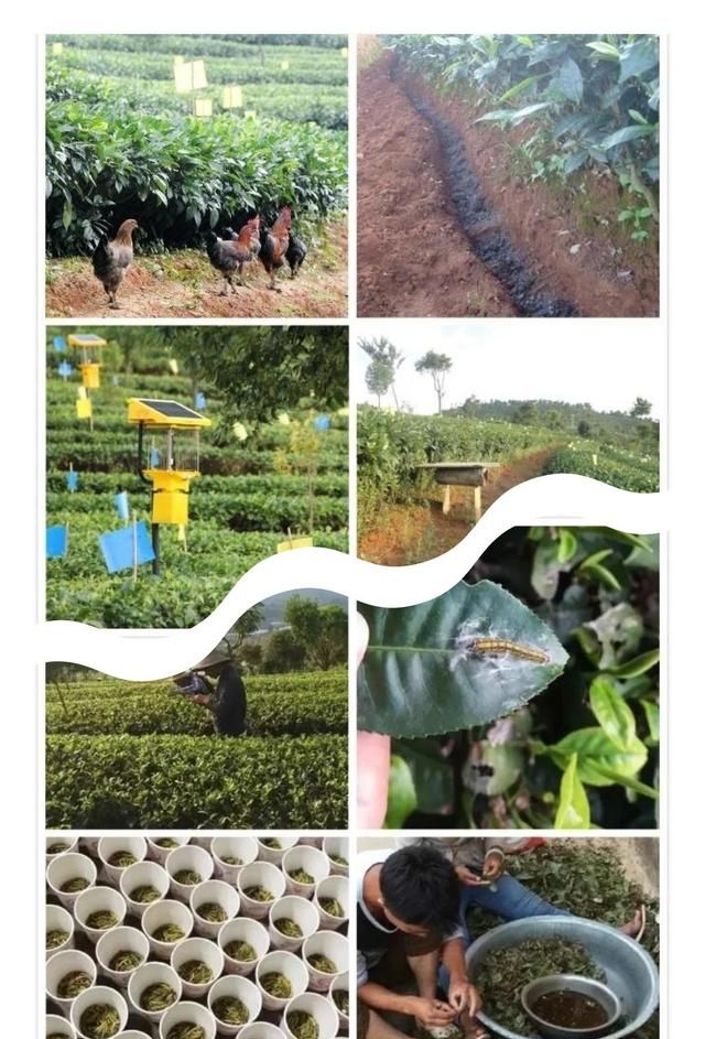 有机茶和普通茶有什么区别图2