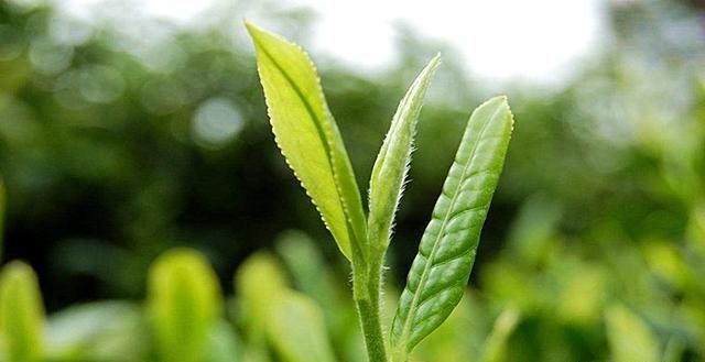 有机茶和普通茶有什么区别图7