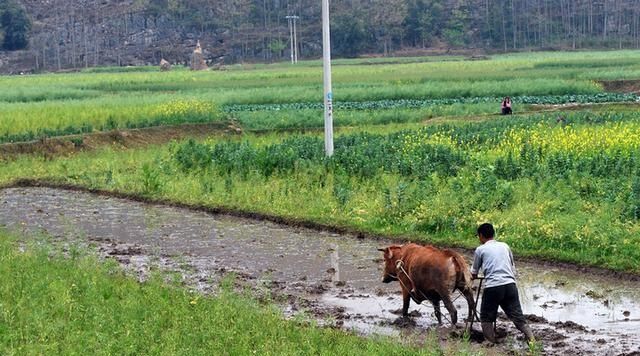 俗语“水绝鞭春牛，土人满地走”，啥意思图1