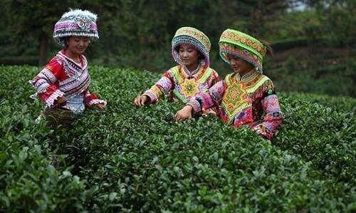 是谁神化了余庆小叶苦丁茶，余庆小叶苦丁茶是骗局吗