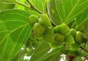 柿子叶泡水喝有药效吗治什么病,柿子叶泡茶喝治什么病图1