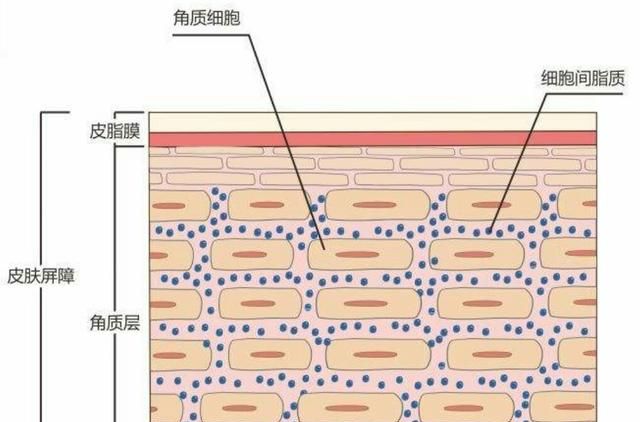 什么化妆品提亮肤色效果特别好图14