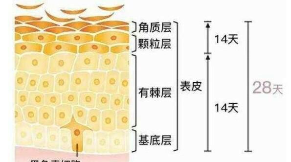 什么化妆品提亮肤色效果特别好图23