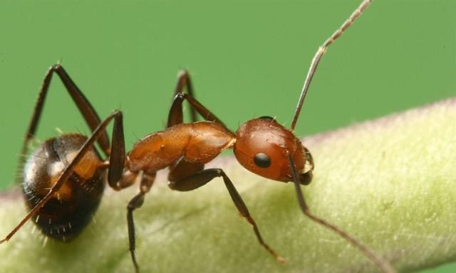 驱除蚂蚁不需要喷药，角落撒点这个，家中蚂蚁全不见