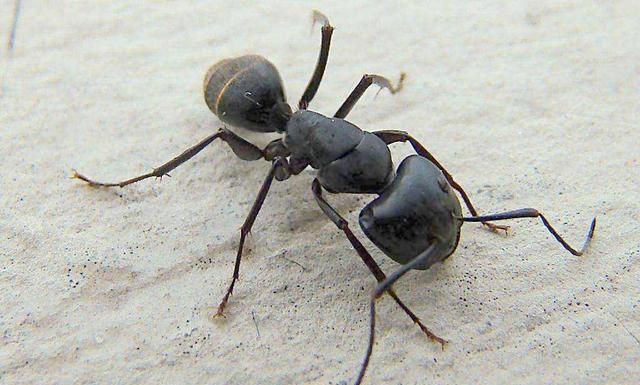 驱除蚂蚁不需要喷药，角落撒点这个，家中蚂蚁全不见