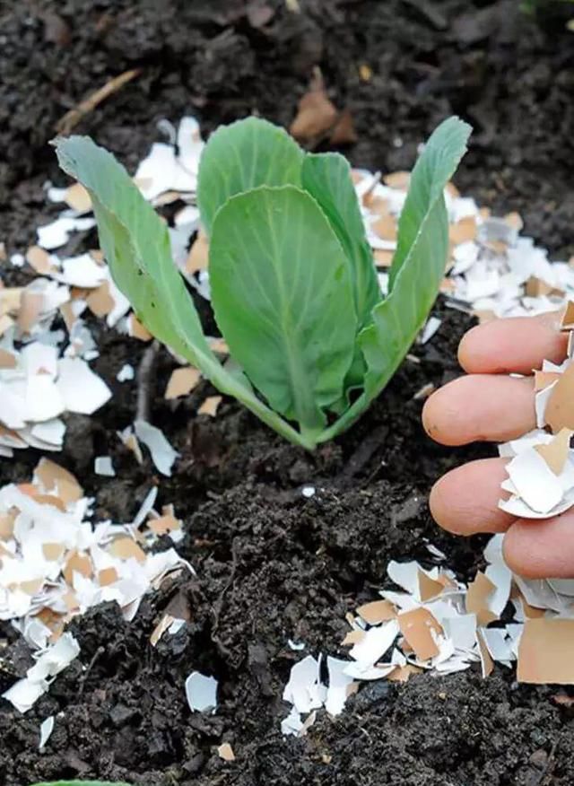 鸡蛋壳用在园艺里的6大用处，可变成肥料和驱虫的材料