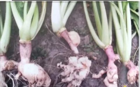油菜苗发病有什么办法治,油菜苗常见病情用什么药治疗