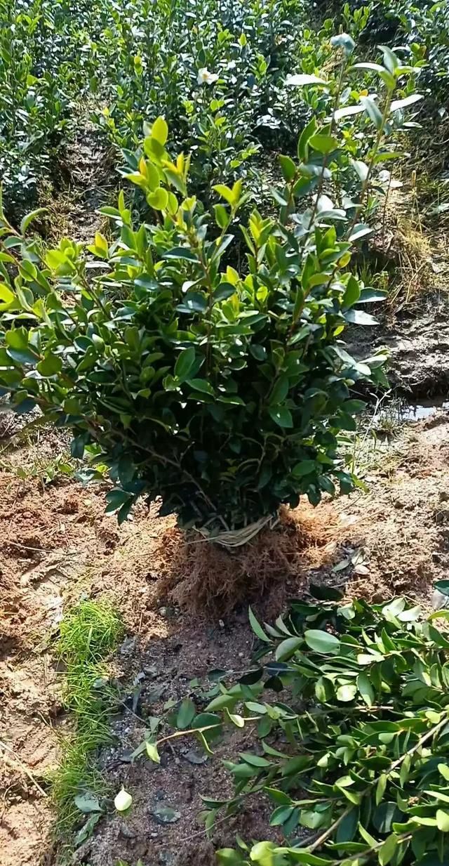一亩地能产多少斤茶籽油图2