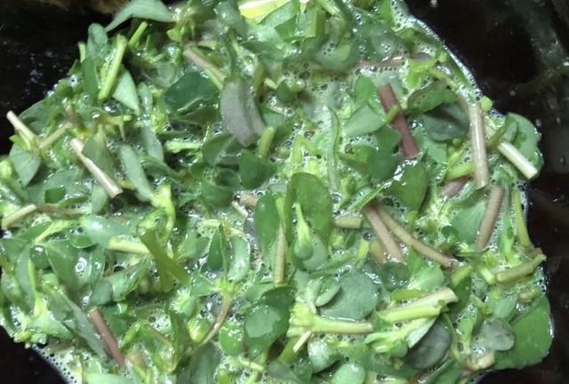 马齿苋是不是平常说的马蜂菜图6