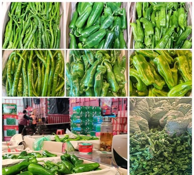 上海江桥：辣椒价格暴跌，甘蓝回落，芦笋、竹笋、蚕豆等春菜抢“鲜”上市