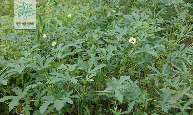 在农村不起眼的杂草野菜，现在才明白他的价值多高，以前太浪费