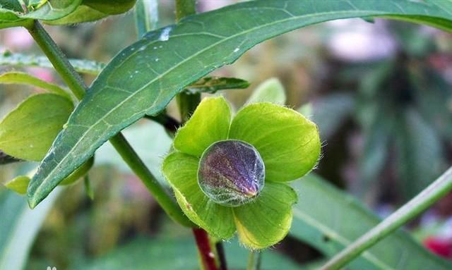 在农村不起眼的杂草野菜，现在才明白他的价值多高，以前太浪费