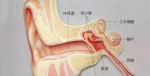 中耳炎有什么忌口的东西不能吃,中耳炎有什么忌口的东西吗图2