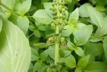 吃荆芥菜的功效与作用及禁忌图1