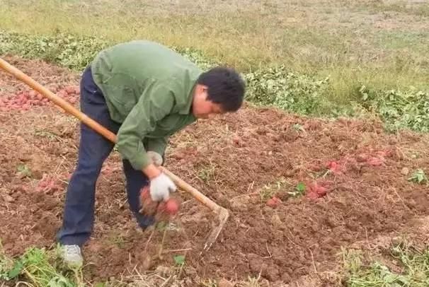 赣南番薯干是怎么制作的呢(赣南番薯干的晒法)图1