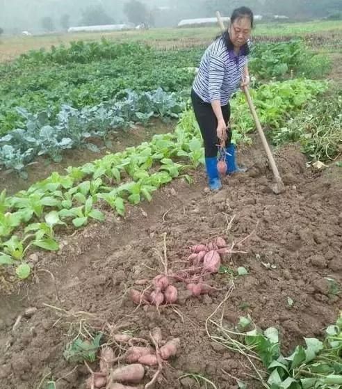 赣南番薯干是怎么制作的呢(赣南番薯干的晒法)图3