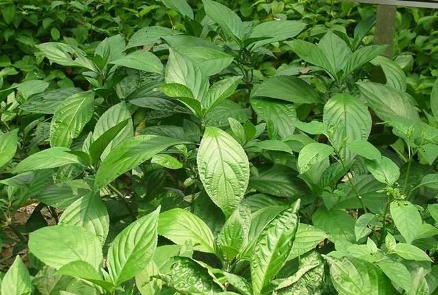 夏桑菊的好处与坏处图2