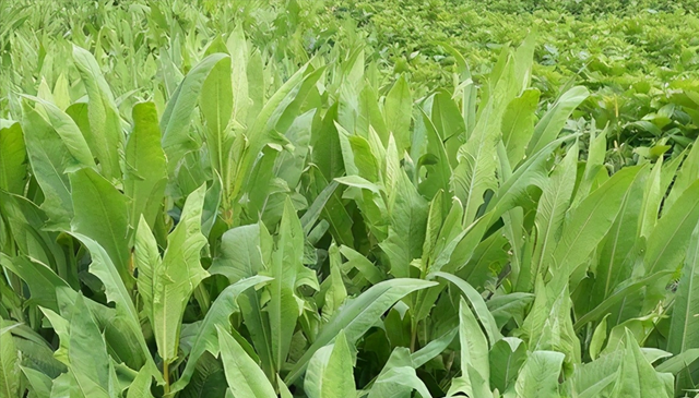 夏季养猪、鸡鸭鹅牧草-苦荬菜，耐高温40度，消化率高，促进食欲
