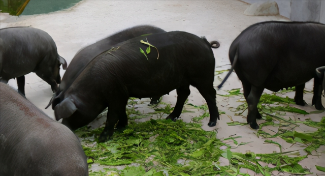 夏季养猪、鸡鸭鹅牧草-苦荬菜，耐高温40度，消化率高，促进食欲