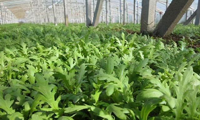 夏季养猪、鸡鸭鹅牧草-苦荬菜，耐高温40度，消化率高，促进食欲