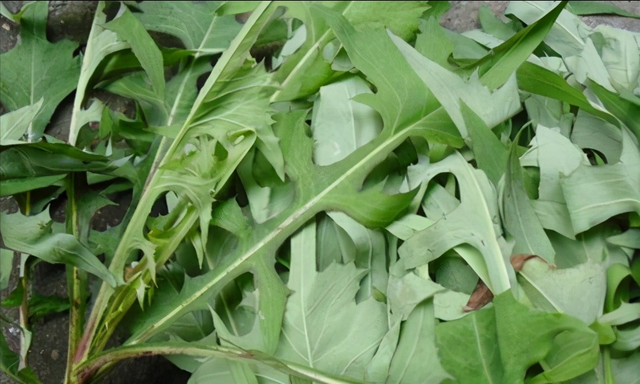 夏季养猪、鸡鸭鹅牧草-苦荬菜，耐高温40度，消化率高，促进食欲
