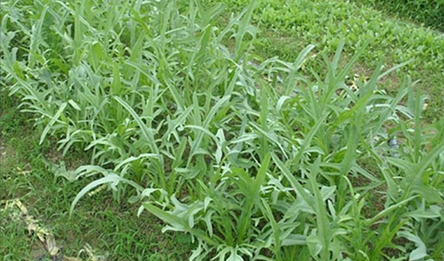 夏季养猪、鸡鸭鹅牧草-苦荬菜，耐高温40度，消化率高，促进食欲