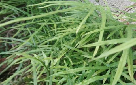 长在墙边的草是什么草(这种野草根茎蒸熟后是食补好药材)