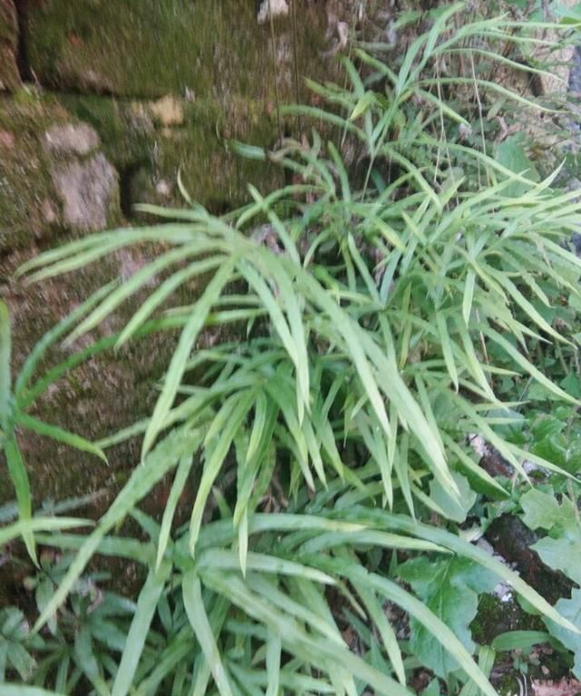 长在墙边的野草，竟是治泻良药。