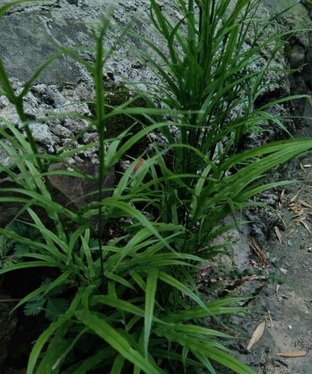 长在墙边的野草，竟是治泻良药。