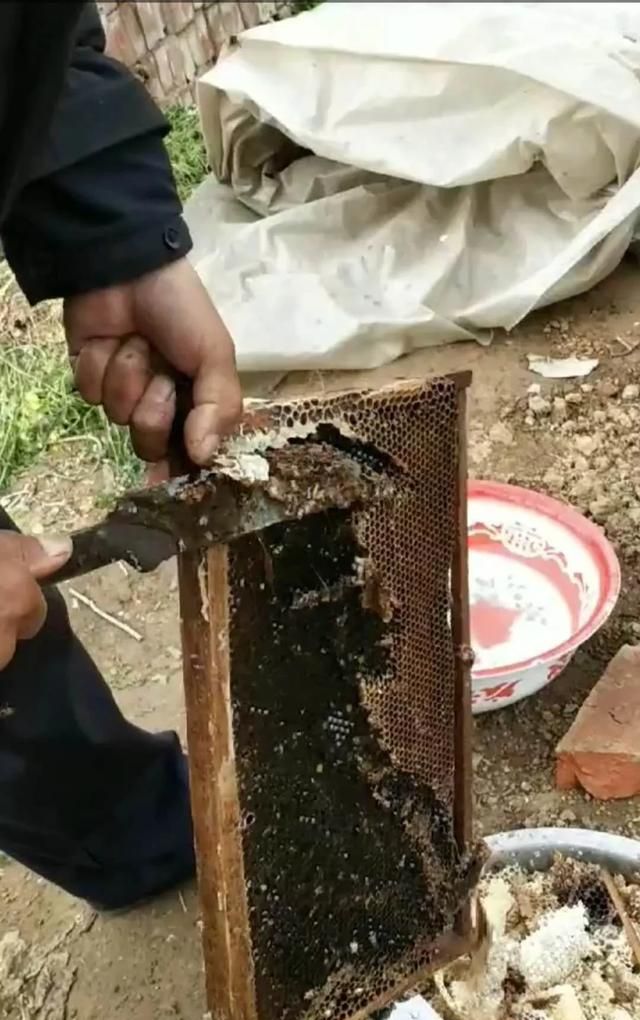 蜜蜂的蜂巢泡酒喝有什么功效,蜜蜂的蜂巢泡酒图1