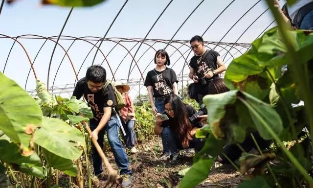 荔浦大芋头有什么功效图5