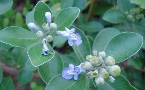 蔓荆子有哪些功效(蔓荆子配菊花功效)